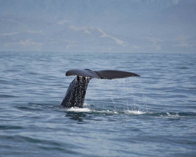Whale, Sperm, diving-011509-South Bay, S Island, New Zealand-#0435.jpg