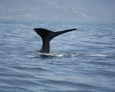 Whale, Sperm, diving-011509-South Bay, S Island, New Zealand-#0436.jpg
