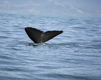 Whale, Sperm, diving-011509-South Bay, S Island, New Zealand-#0437.jpg
