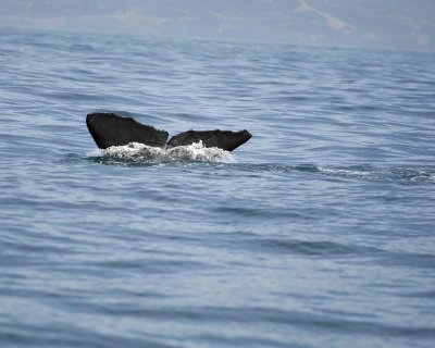 Whale, Sperm, diving-011509-South Bay, S Island, New Zealand-#0438.jpg