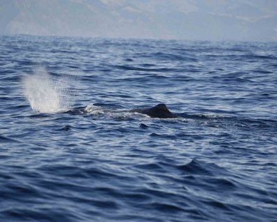 Whale, Sperm-011509-South Bay, S Island, New Zealand-#0030.jpg