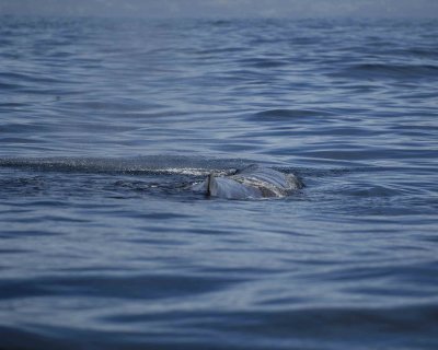 Whale, Sperm-011509-South Bay, S Island, New Zealand-#0130.jpg