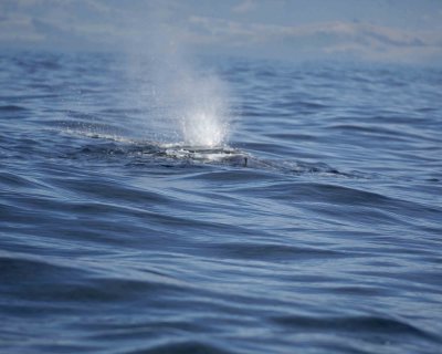 Whale, Sperm-011509-South Bay, S Island, New Zealand-#0142.jpg