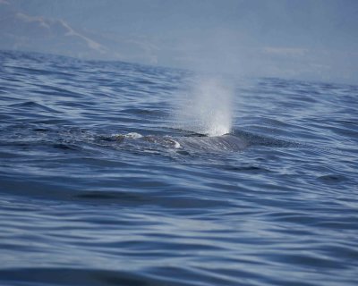 Whale, Sperm-011509-South Bay, S Island, New Zealand-#0152.jpg