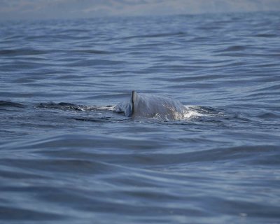 Whale, Sperm-011509-South Bay, S Island, New Zealand-#0176.jpg