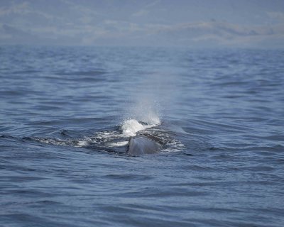 Whale, Sperm-011509-South Bay, S Island, New Zealand-#0187.jpg