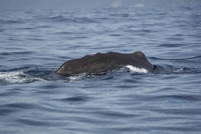 Whale, Sperm-011509-South Bay, S Island, New Zealand-#0196.jpg