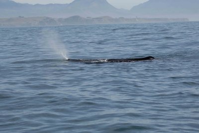 Whale, Sperm-011509-South Bay, S Island, New Zealand-#0207.jpg