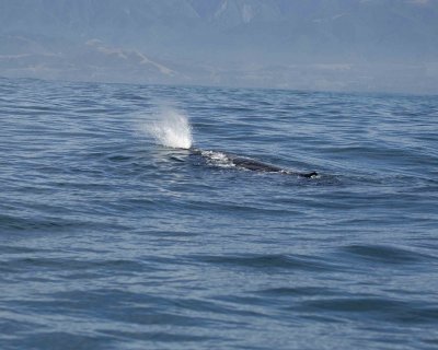 Whale, Sperm-011509-South Bay, S Island, New Zealand-#0210.jpg