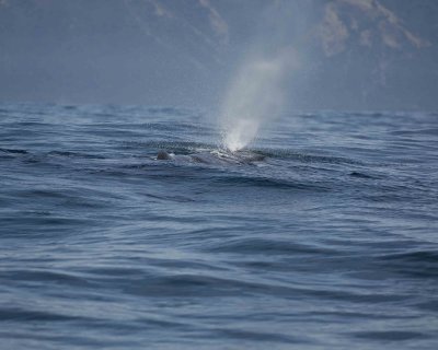 Whale, Sperm-011509-South Bay, S Island, New Zealand-#0213.jpg