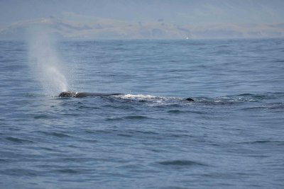 Whale, Sperm-011509-South Bay, S Island, New Zealand-#0425.jpg