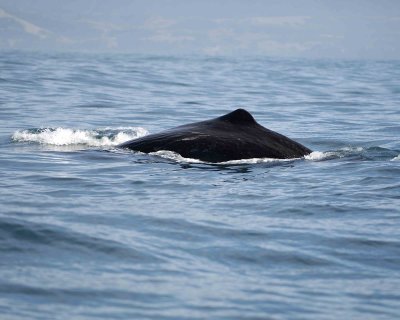 Whale, Sperm-011509-South Bay, S Island, New Zealand-#0429.jpg