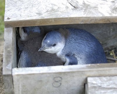 Penguin, Blue,  2 Chicks in Nest Box-010409-Flea Bay, Banks Pennisula, S Island, New Zealand-#0722.jpg
