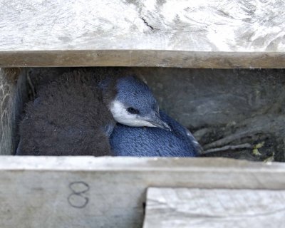 Penguin, Blue,  2 Chicks in Nest Box-010409-Flea Bay, Banks Pennisula, S Island, New Zealand-#0725.jpg