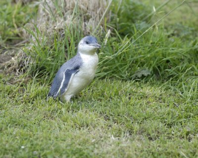 Penguin, Blue, Chick-010409-Flea Bay, Banks Pennisula, S Island, New Zealand-#0700.jpg