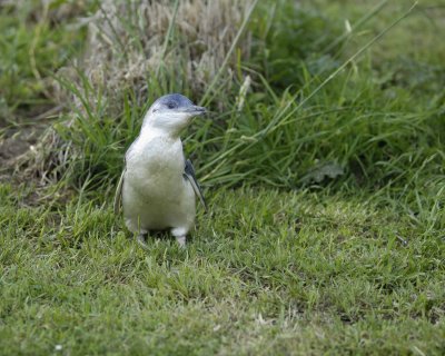 Penguin, Blue, Chick-010409-Flea Bay, Banks Pennisula, S Island, New Zealand-#0707.jpg