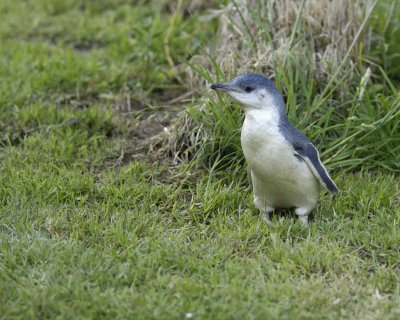 Penguin, Blue, Chick-010409-Flea Bay, Banks Pennisula, S Island, New Zealand-#0711.jpg