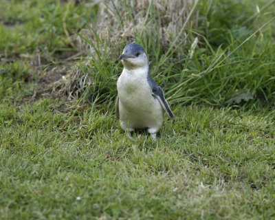 Penguin, Blue, Chick-010409-Flea Bay, Banks Pennisula, S Island, New Zealand-#0716.jpg