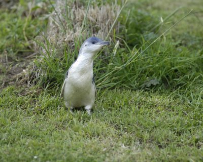Penguin, Blue, Chick-010409-Flea Bay, Banks Pennisula, S Island, New Zealand-#0721.jpg