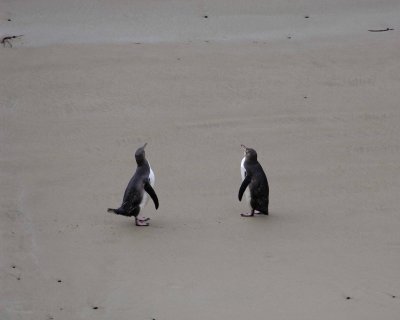 Penguin, Yellow-Eyed, 2 Juveniles-010909-Roaring Bay, S Island, New Zealand-#0871.jpg