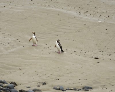 Penguin, Yellow-Eyed, 2-010909-Roaring Bay, S Island, New Zealand-#0461.jpg