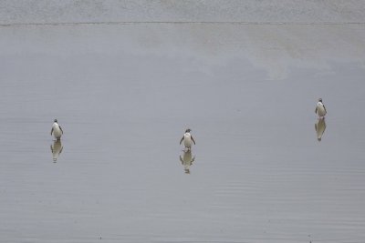 Penguin, Yellow-Eyed, 3 coming ashore, reflections-010909-Roaring Bay, S Island, New Zealand-#0762.jpg