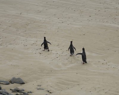 Penguin, Yellow-Eyed, 3-010909-Roaring Bay, S Island, New Zealand-#0462.jpg
