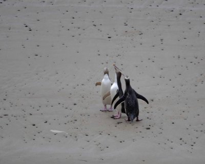 Penguin, Yellow-Eyed, 3-010909-Roaring Bay, S Island, New Zealand-#0844.jpg