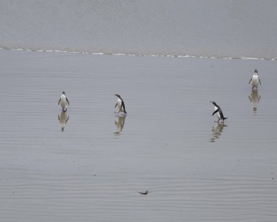 Penguin, Yellow-Eyed, 4 coming ashore, reflections-010909-Roaring Bay, S Island, New Zealand-#0764.jpg