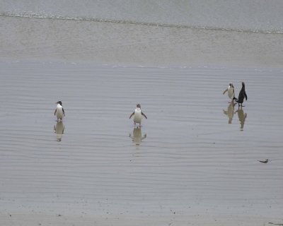 Penguin, Yellow-Eyed, 4 coming ashore, reflections-010909-Roaring Bay, S Island, New Zealand-#0768.jpg