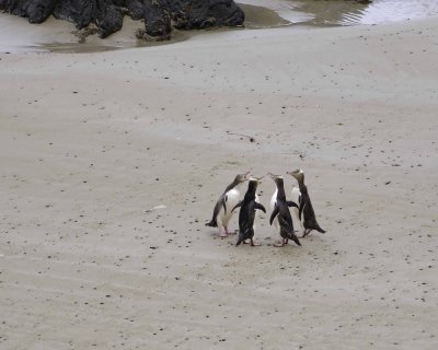 Penguin, Yellow-Eyed, 4-010909-Roaring Bay, S Island, New Zealand-#0941.jpg