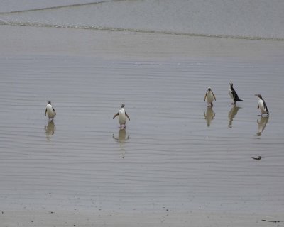 Penguin, Yellow-Eyed, 5 coming ashore, reflections-010909-Roaring Bay, S Island, New Zealand-#0769.jpg