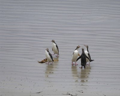 Penguin, Yellow-Eyed, 5-010909-Roaring Bay, S Island, New Zealand-#0783.jpg