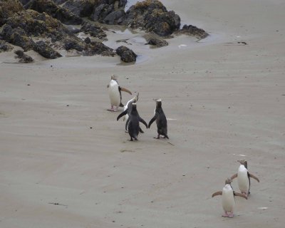 Penguin, Yellow-Eyed, 6-010909-Roaring Bay, S Island, New Zealand-#1149.jpg