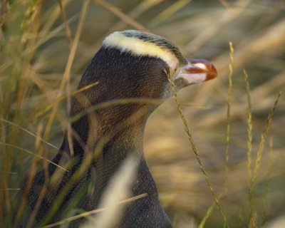Penguin, Yellow-Eyed, Head shot in grass-010709-Otago Peninsula, S Island, New Zealand-#1073.jpg