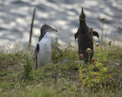 Penguin, Yellow-Eyed, Juvenile & Adult Greeting-010409-Flea Bay, Banks Pennisula, S Island, New Zealand-#0413.jpg