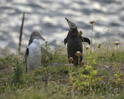 Penguin, Yellow-Eyed, Juvenile & Adult Greeting-010409-Flea Bay, Banks Pennisula, S Island, New Zealand-#0415.jpg