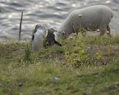 Penguin, Yellow-Eyed, Juvenile & Adult, w sheep-010409-Flea Bay, Banks Pennisula, S Island, New Zealand-#0605.jpg