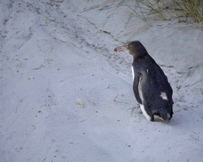Penguin, Yellow-Eyed, Juvenile, climbing sand dune-010709-Otago Peninsula, S Island, New Zealand-#0784.jpg