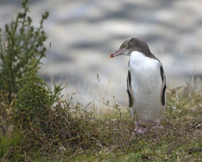 Penguin, Yellow-Eyed, Juvenile-010409-Flea Bay, Banks Pennisula, S Island, New Zealand-#0080.jpg