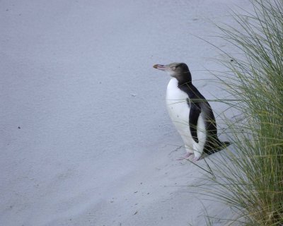 Penguin, Yellow-Eyed, Juvenile-010709-Otago Peninsula, S Island, New Zealand-#0576.jpg