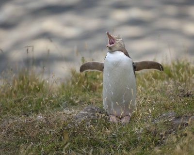 Penguin, Yellow-Eyed, calling-010409-Flea Bay, Banks Pennisula, S Island, New Zealand-#0058.jpg