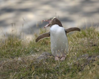 Penguin, Yellow-Eyed, calling-010409-Flea Bay, Banks Pennisula, S Island, New Zealand-#0096.jpg