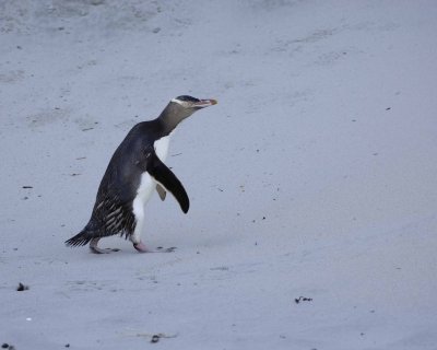 Penguin, Yellow-Eyed, climbing sand dune-010709-Otago Peninsula, S Island, New Zealand-#0563.jpg