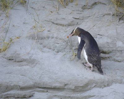 Penguin, Yellow-Eyed, climbing sand dune-010709-Otago Peninsula, S Island, New Zealand-#0583.jpg