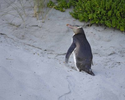 Penguin, Yellow-Eyed, climbing sand dune-010709-Otago Peninsula, S Island, New Zealand-#0769.jpg