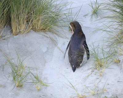 Penguin, Yellow-Eyed, grooming-010709-Otago Peninsula, S Island, New Zealand-#0587.jpg