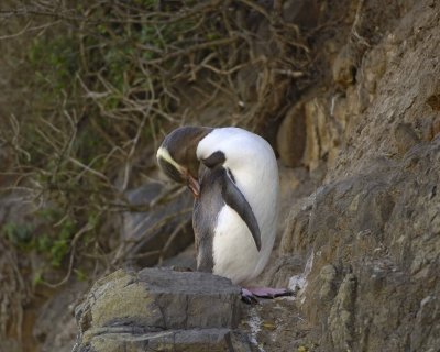 Penguin, Yellow-Eyed, grooming-010709-Otago Peninsula, S Island, New Zealand-#0874.jpg