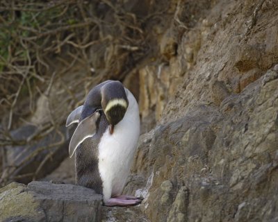 Penguin, Yellow-Eyed, grooming-010709-Otago Peninsula, S Island, New Zealand-#0903.jpg