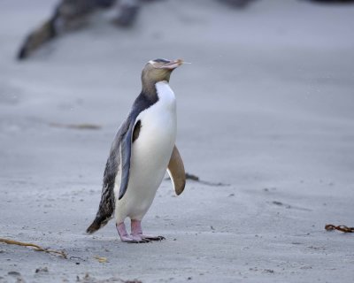 Penguin, Yellow-Eyed, shaking off water-010709-Otago Peninsula, S Island, New Zealand-#0511.jpg